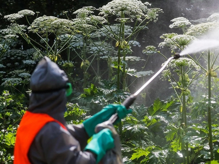 Во Владимирской области продолжают борьбу с борщевиком