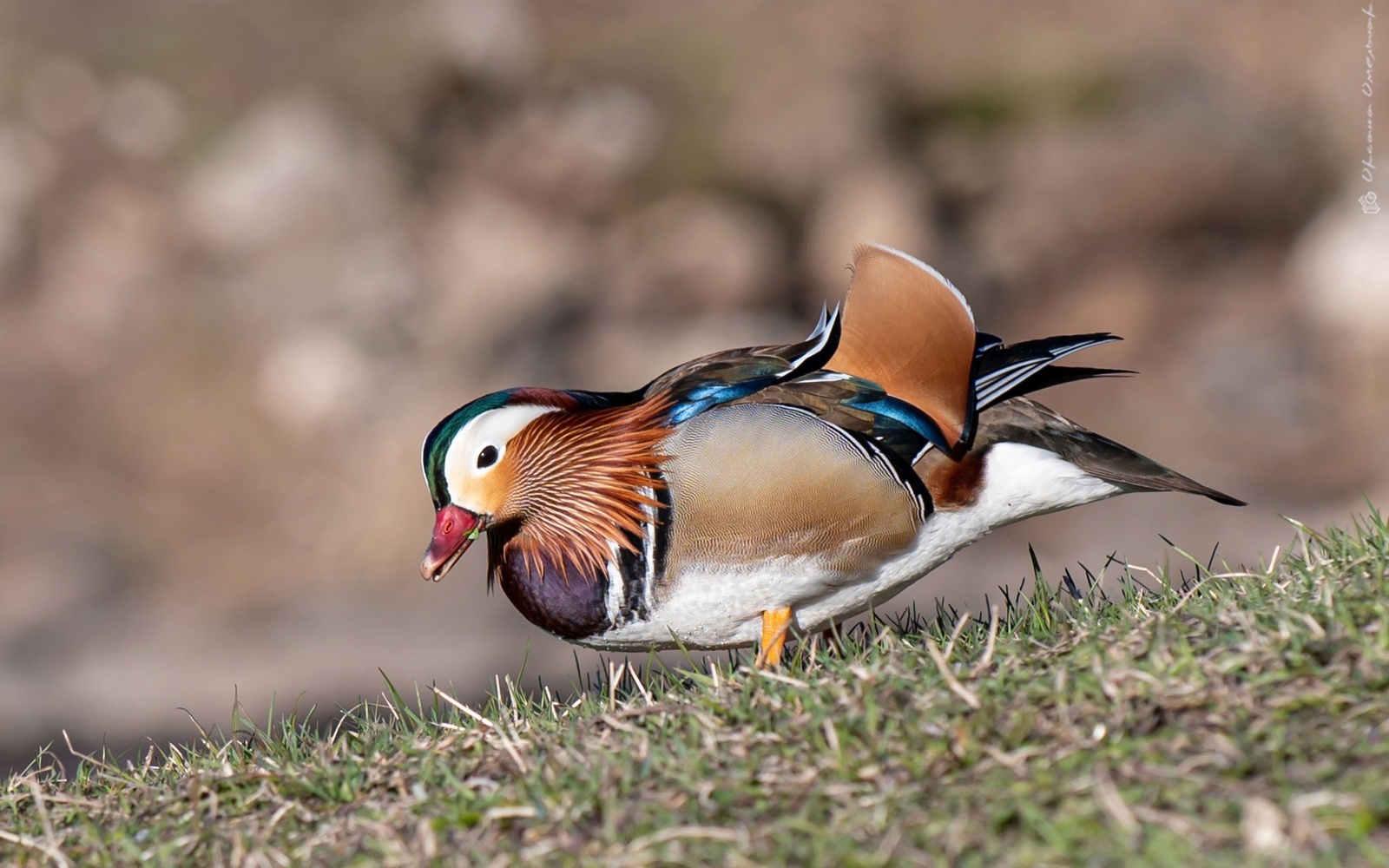 Очаровательные утки-мандаринки радуют петрозаводских фотографов и петрозаводчан