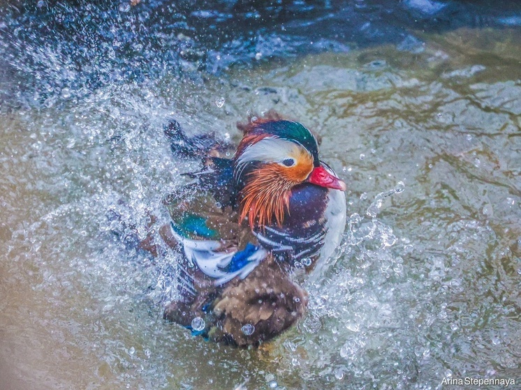 Потрясающей красоты редкий гость посетил карельскую столицу