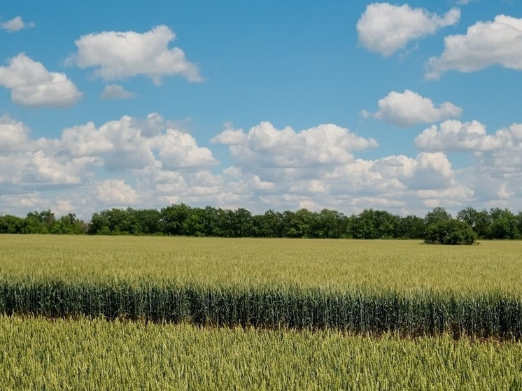 Волгоградские аграрии посеяли почти половину яровых зерновых культур