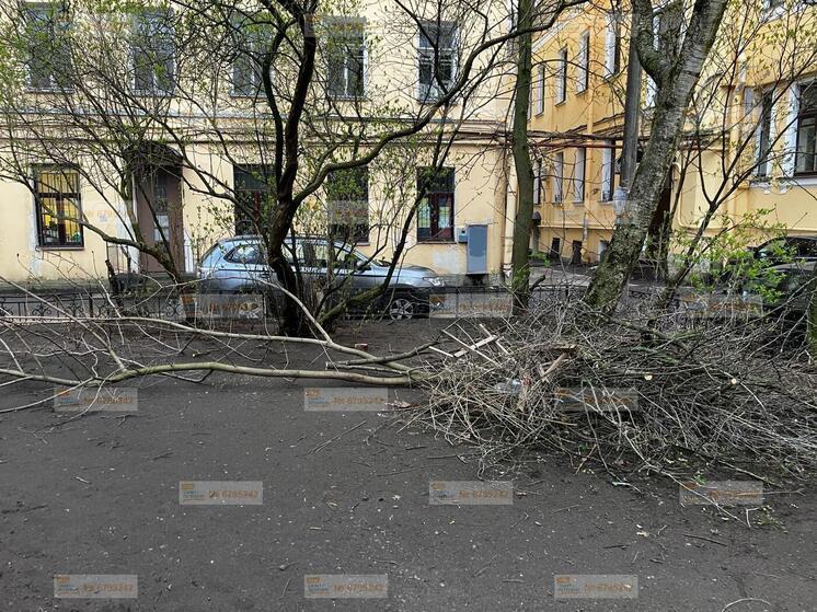 Петербуржцы пожаловались на лежащие во дворе ветки на улице Чайковского