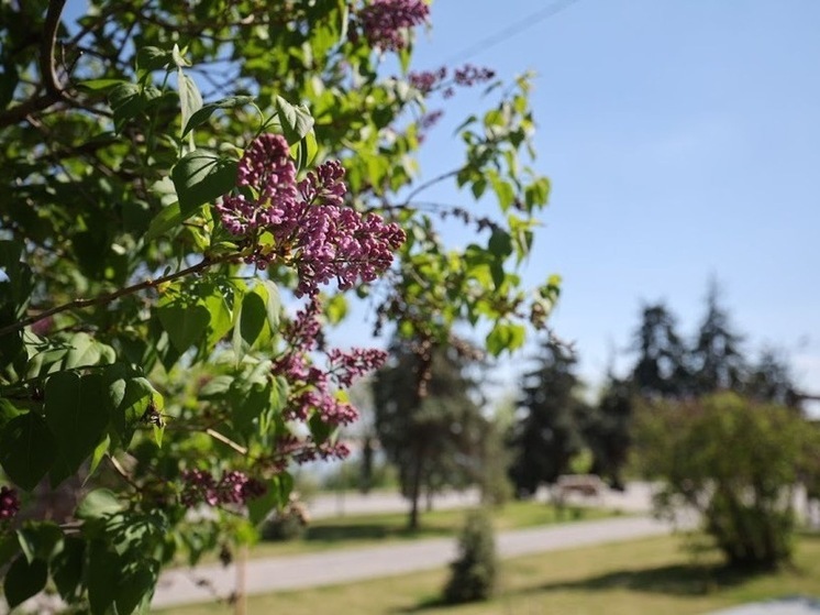 Жителям Волгоградской области объяснили, как избежать весенней депрессии