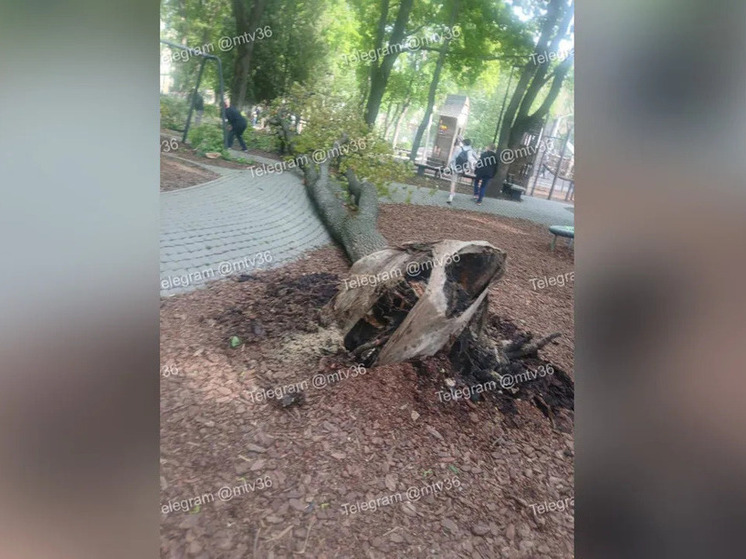 Дерево рухнуло в центре Воронежа из-за сильного ветра
