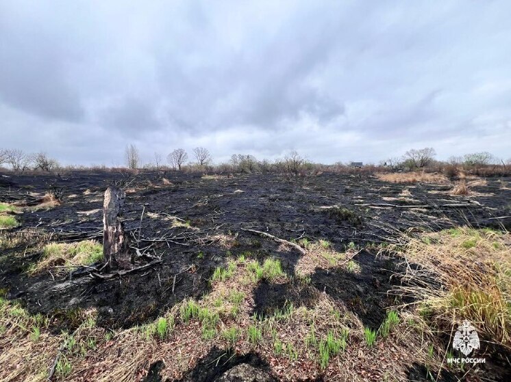 Спасатели Хабаровска до сих пор не могут установить причину пожара на острове Большой Уссурийский