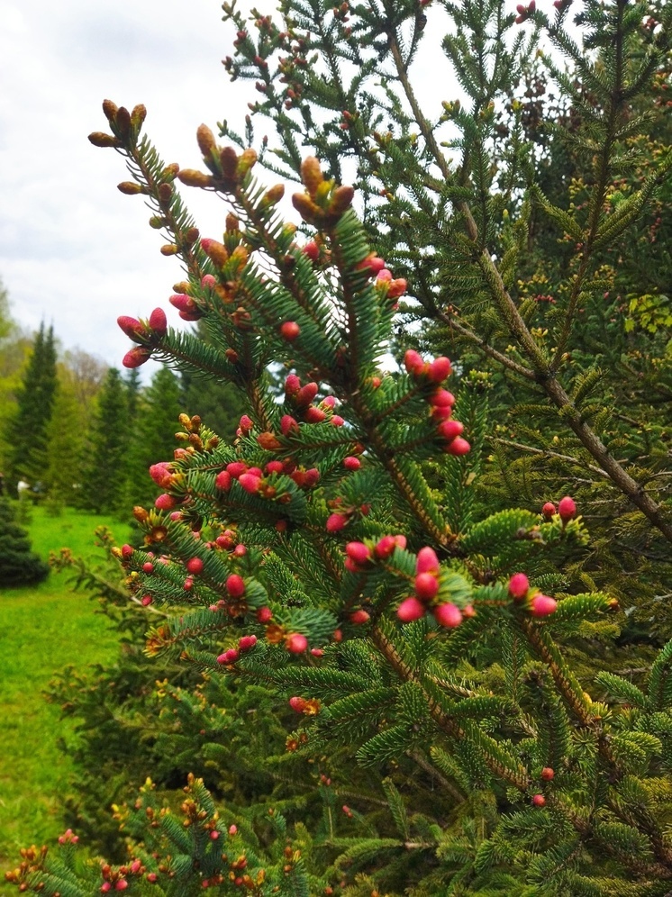 В ботаническом саду Уфы зацвела «хвойная сакура»