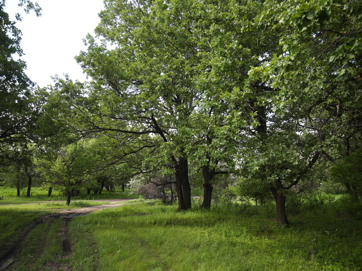 В Волгограде и области весной высадили 3,5 млн деревьев