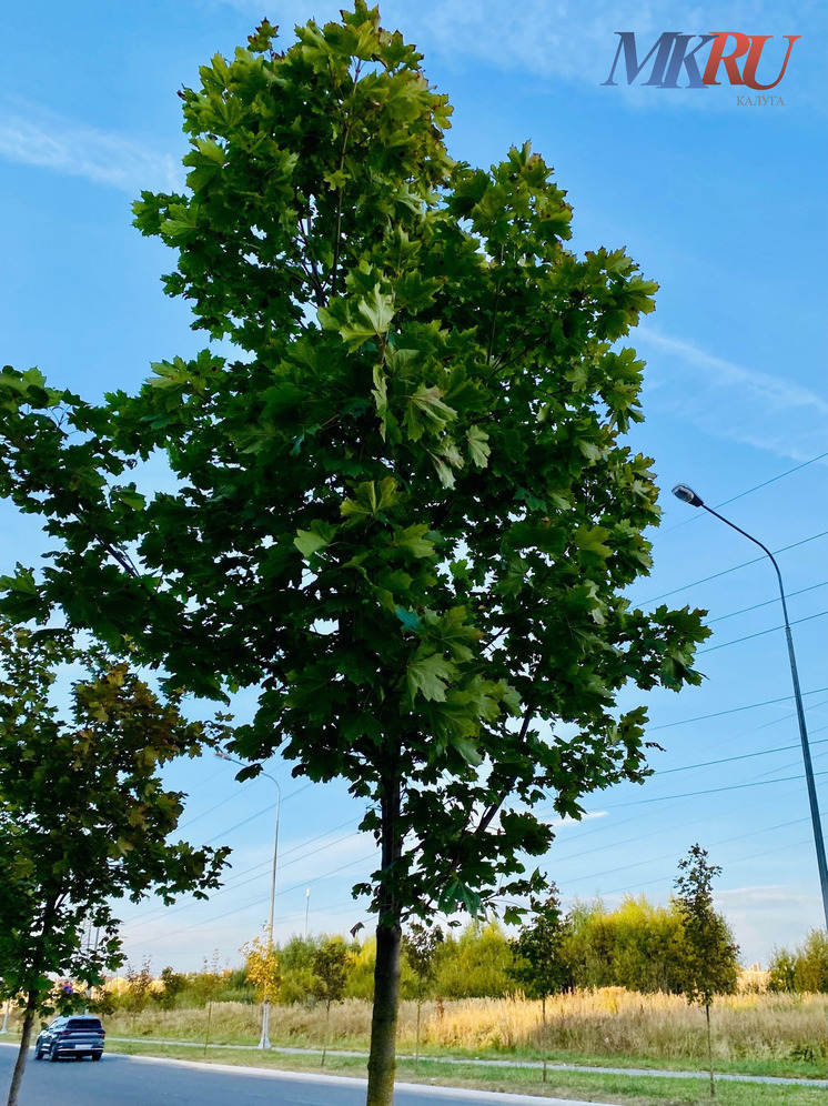 Озеленение Калуги начнется уже через неделю