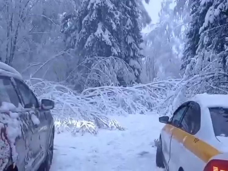 Две машины заблокировало на дороге поваленными деревьями в Дмитрове