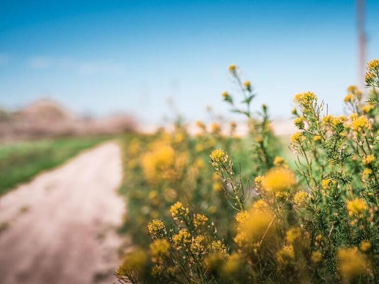 Сегодня в Херсонской области без осадков, температура воздуха - днём 15...20°