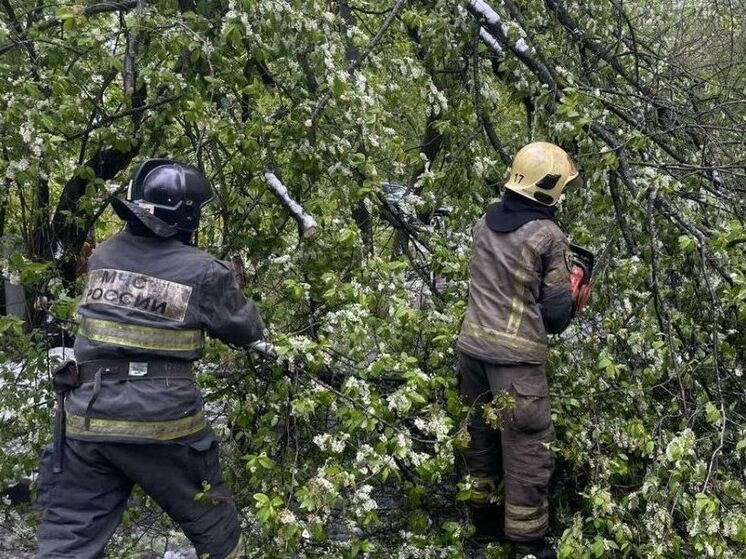 200 машин повреждены, 1500 деревьев повалены в результате снежного шторма в Подмосковье