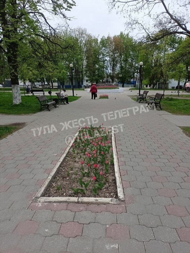 Вандалы вырвали в Туле свежевысаженные тюльпаны