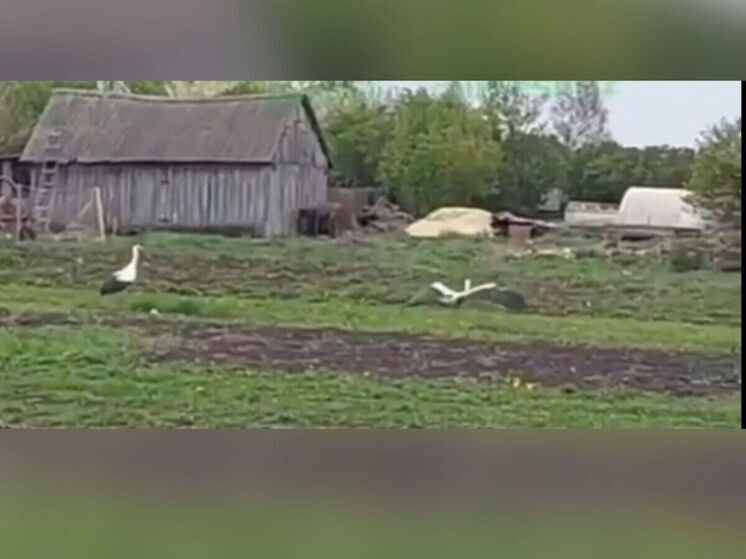 В Пачелме на частном участке заметили краснокнижных аистов