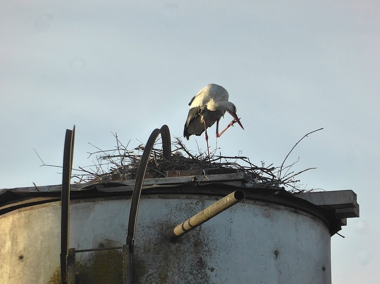 Аисты вернулись в Староскаковское