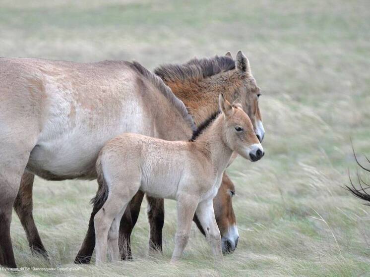 В заповеднике Оренбургской области родились первые в этом году жеребята лошади Пржевальского