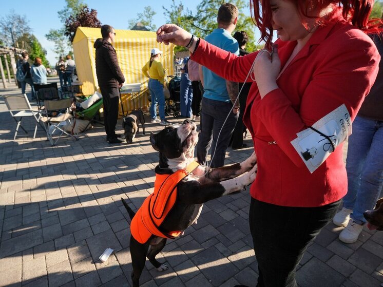 Выставка собак состоялась в волгоградском ЦПКиО