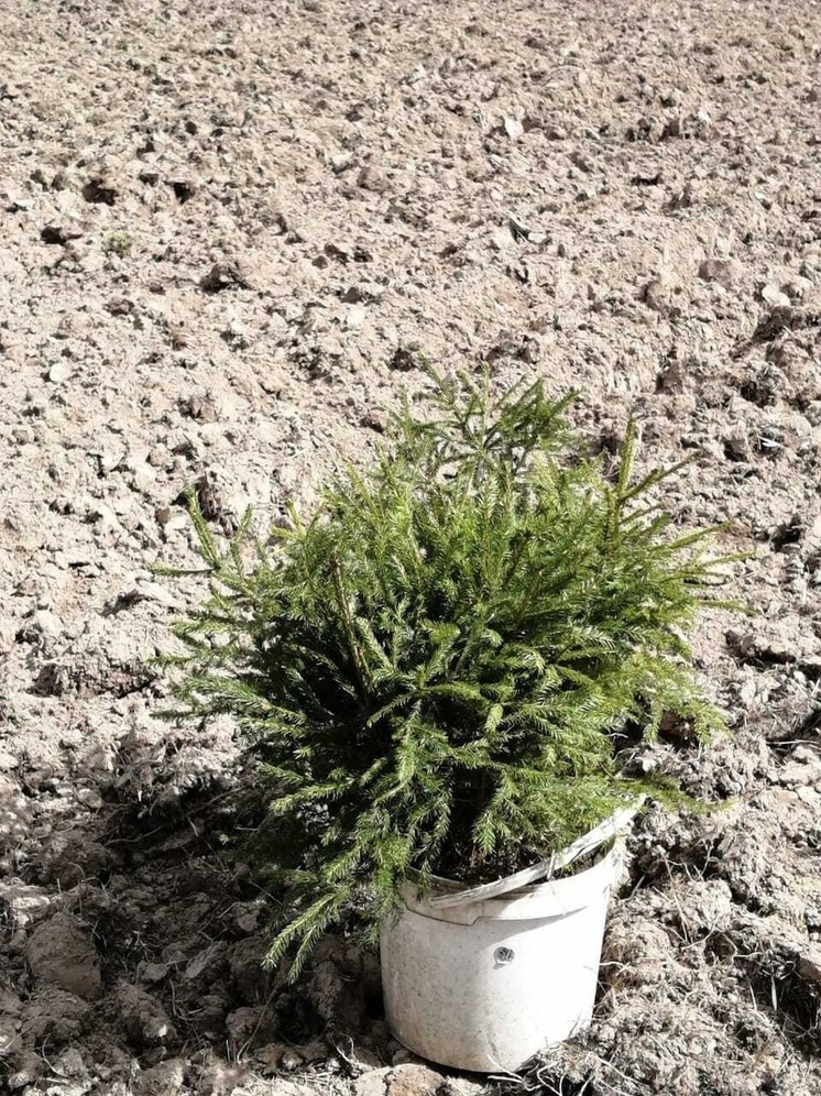 Сафоновское лесничество увековечило память о Великой Победе