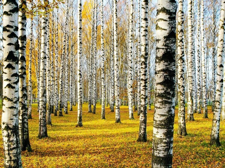 Берёзовая лихорадка. Новосибирцам рассказали, как защитить себя от весенних аллергий