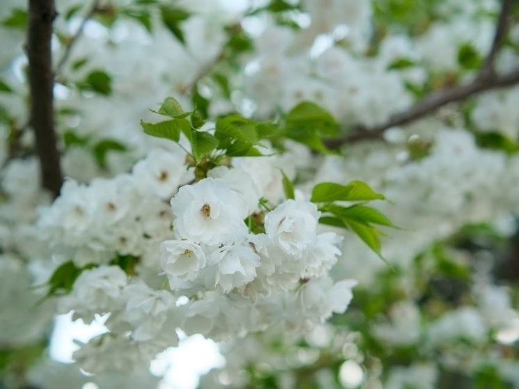 Народные приметы на 4 мая: чего нельзя делать в Проклов день