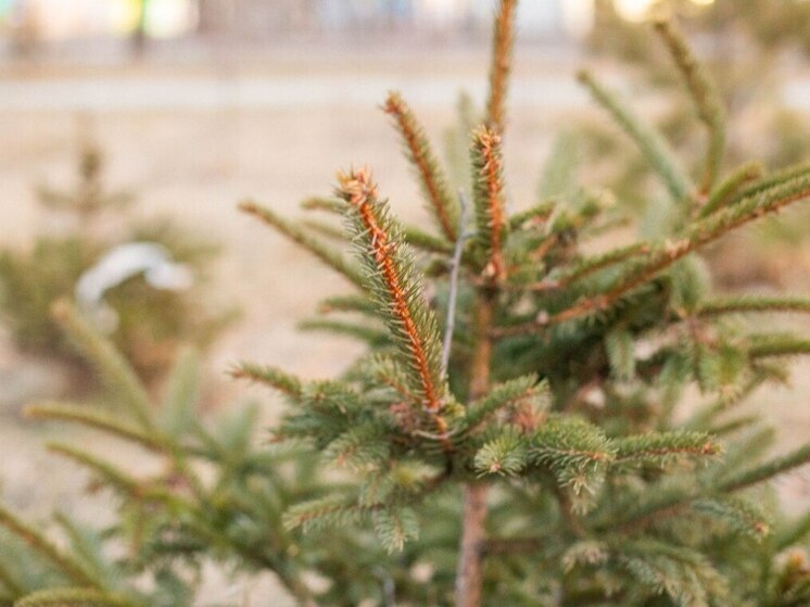 Хабаровчан приглашают посадить деревья на трехдневной акции «Аллея Победы»