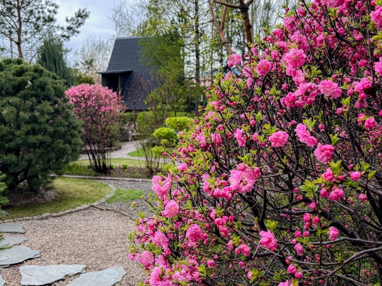 В парках Абакана распустилось «невероятное чудо»
