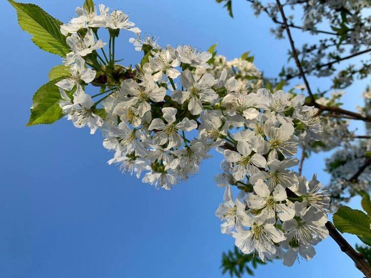 Жителей Хакасии пригласили в Алтайский район для создания надписи из сосен