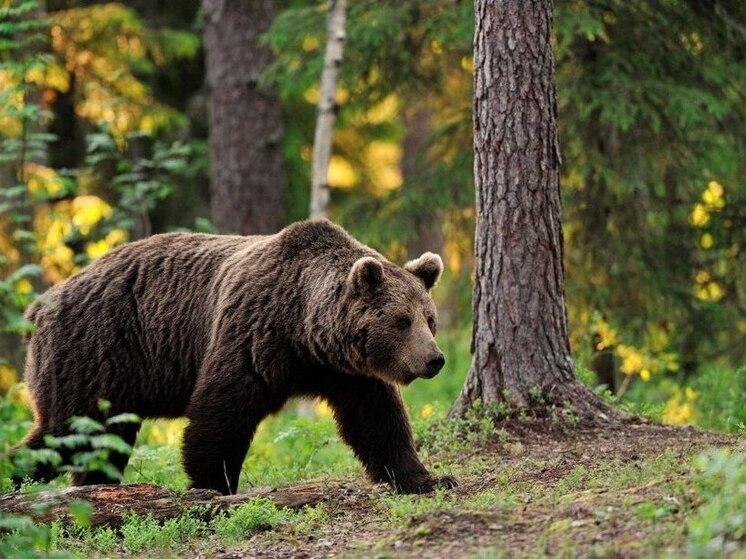 В Башкирии медведь напал на человека