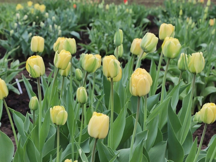 В ботаническом саду Йошкар-Олы расцвели тюльпаны