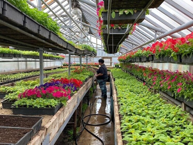 В Обнинске готовят рассаду для газонов