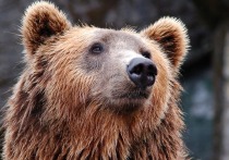 В Башкирии медведь напал на мужчину на территории охотничьих угодий неподалеку от деревни Шарипово Абзелиловского района