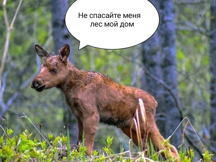 Ярославские экологи просят не трогать новорожденных лосят