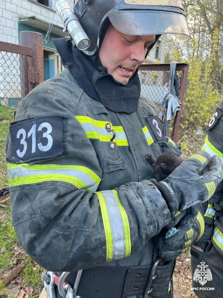 Костромская милота: пожарные спасли из огня двух котиков