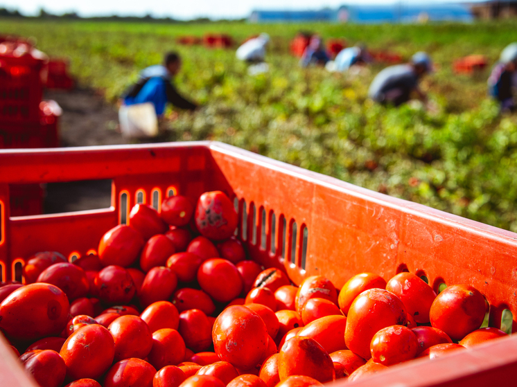 В теплицах Волгоградской области собрали 20 тысяч тонн огурцов и томатов