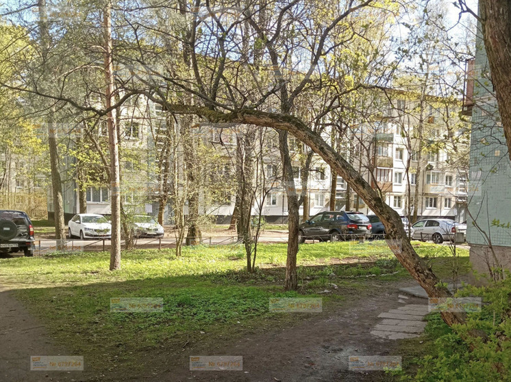 Сухие деревья грозятся придавить обитателей Калининского района