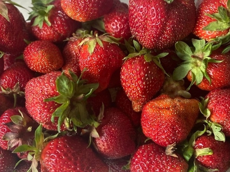 Тёплая зима способствовала раннему сбору клубники в Сочи