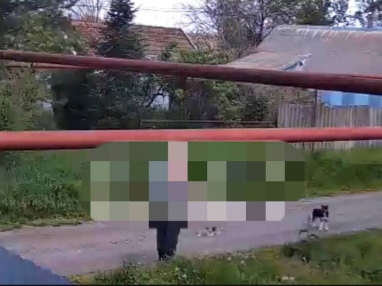 В хуторе Кочубеевского округа проводят проверку после убийства из ружья щенка