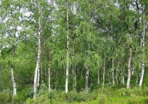 Эксперты рассказали, что в ближайшую неделю в Москве, Санкт-Петербурге и многих других городах России ожидается высокий уровень пыльцы березы, способный ухудшить состояние аллергиков