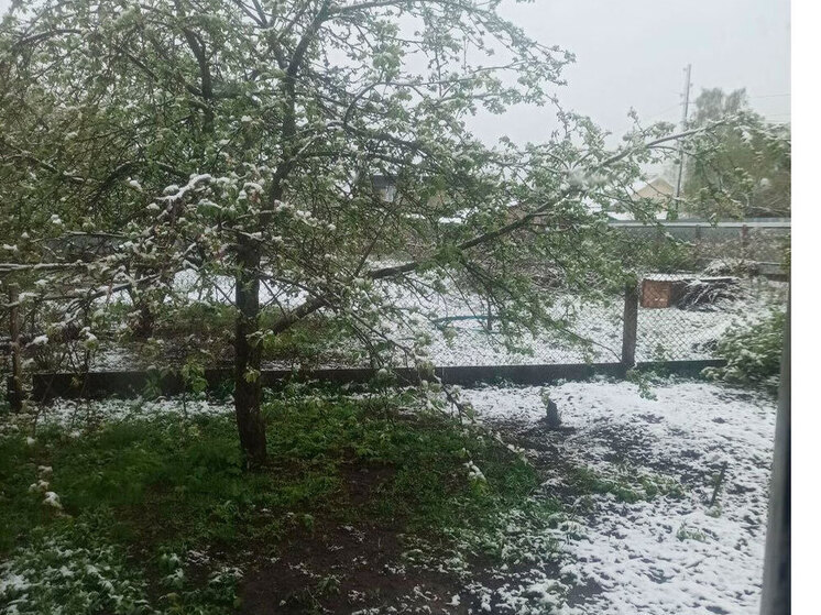 Как спасти растения после весеннего заморозка