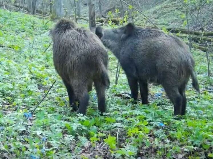 В фотоловушки «Калужских засек» попали играющие кабанчики