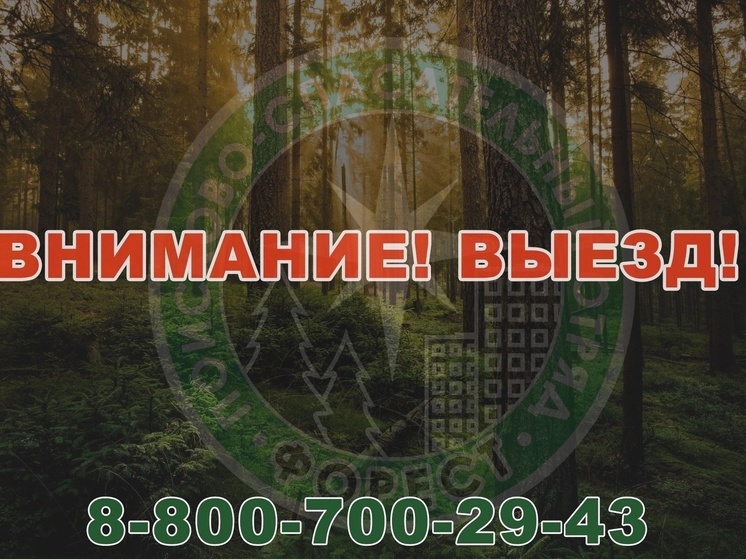 Ивановские волонтеры выехали в лес на поиски пожилого грибника