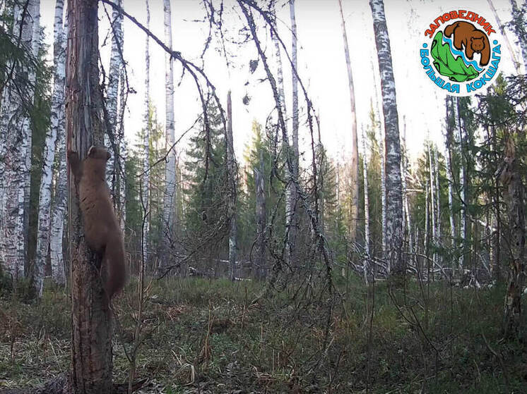 В заповеднике Марий Эл фотоловушка поймала куницу