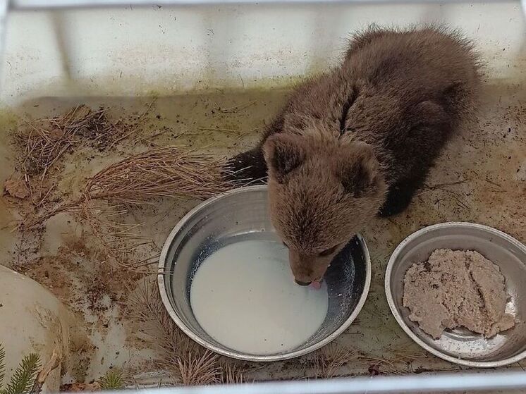 Медвежонка, который самостоятельно пришел в карельский поселок, доставили в центр «Три медведя»