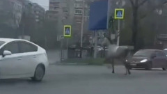 В Хабаровске лошадь устроила ДТП, запрыгнув на автомобиль: видео