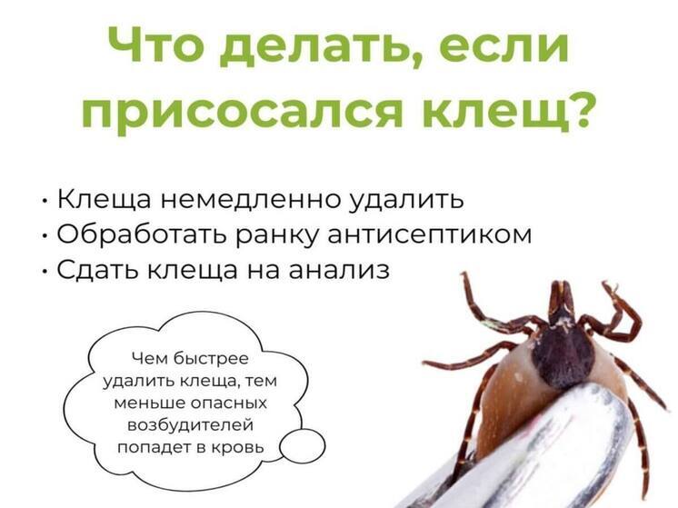 Более тысячи жителей Иркутской области пострадали от укусов клещей