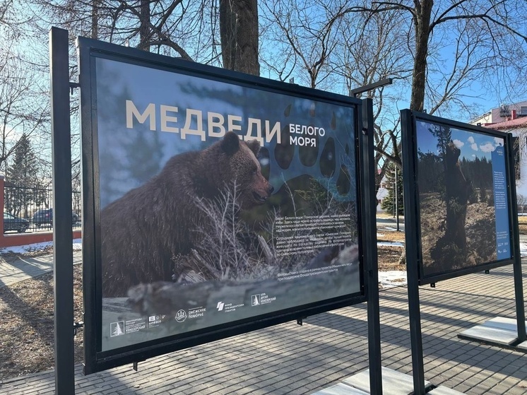 «Медведи Белого моря»: в Архангельске открылась уникальная фотовыставка