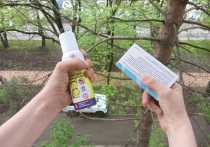 С приходом весны в России активизируются клещи. По данным Роспотребнадзора, пик их активности приходится на май-июнь. Однако в этом году весна в европейской части страны наступила раньше, поэтому подготовиться к встрече с клещами нужно уже сейчас. Об этом «МК в Питере» рассказала врач-педиатр клиники «Будь Здоров», кандидат медицинских наук Мария Медянцева.