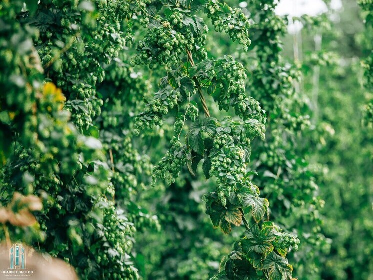 380 млн рублей направят на развитие хмелеводства в Чувашии