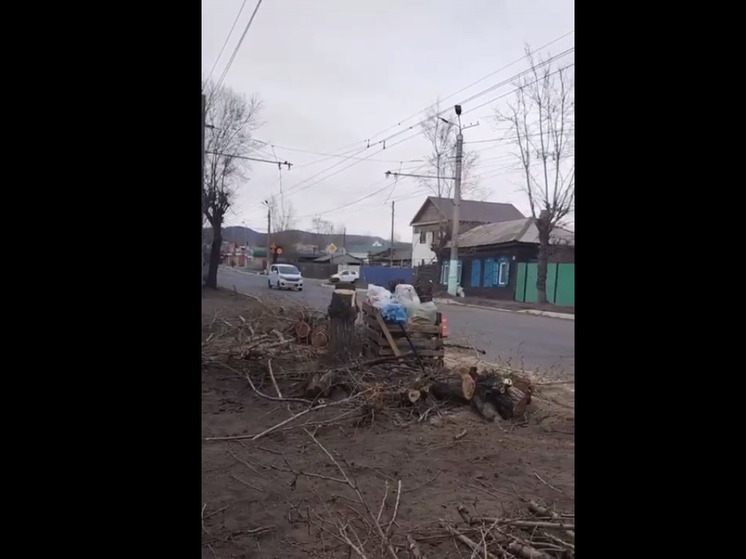 Опасные тополя спиливают перед асфальтированием на Комсомольской в Чите
