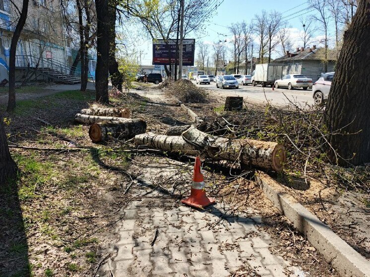 На проспекте в Хабаровске спиленный тополь не дает пройти пешеходам