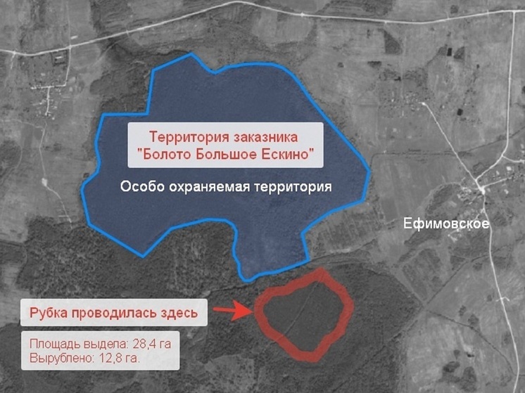 В Ярославской области вырубки леса на черничнике считают законными
