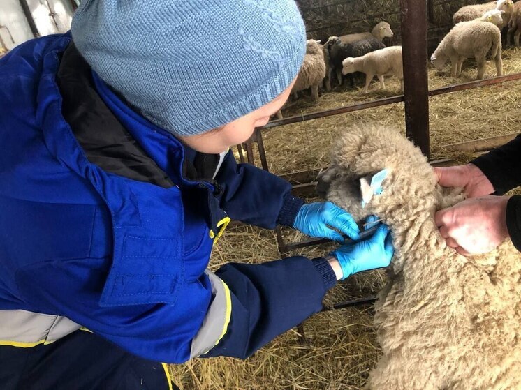 Думиничских животных привили от сибирской язвы